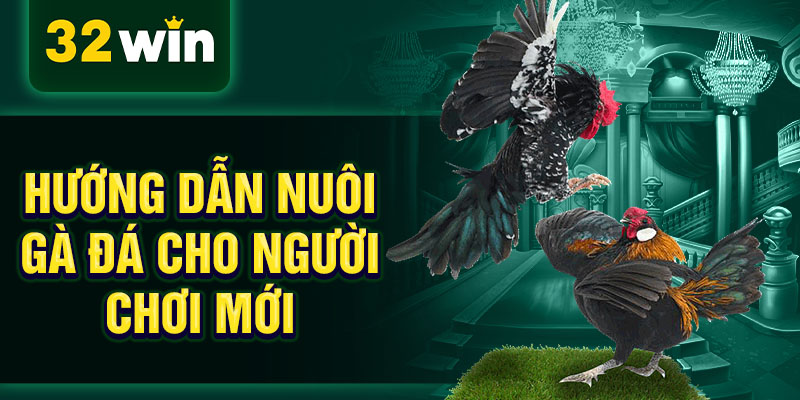 Hướng dẫn nuôi gà đá cho người chơi mới Hướng dẫn nuôi gà đá cho người chơi mới