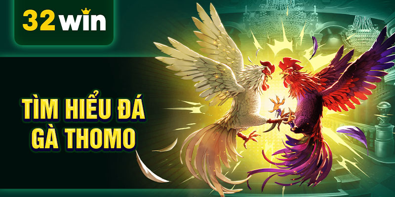 Tìm hiểu đá gà Thomo Tìm hiểu đá gà Thomo