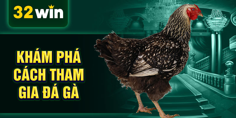 Khám phá cách tham gia đá gà Khám phá cách tham gia đá gà