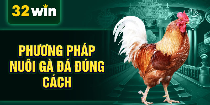Phương pháp nuôi gà đá đúng cách Phương pháp nuôi gà đá đúng cách