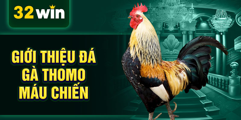 Giới thiệu đá gà Thomo máu chiến Giới thiệu đá gà Thomo máu chiến