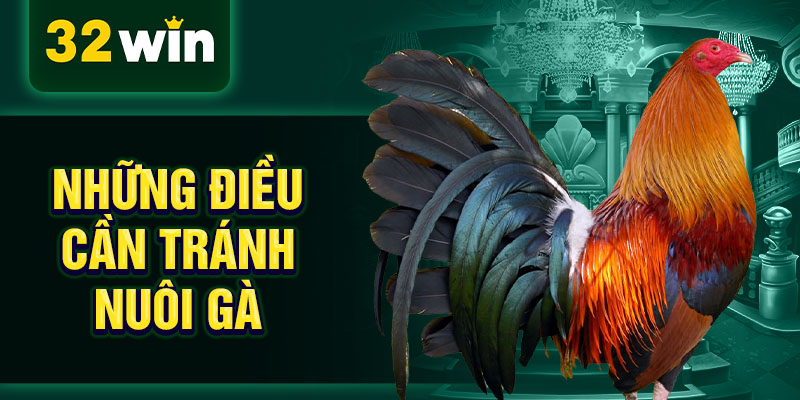 Những điều cần tránh nuôi gà Những điều cần tránh nuôi gà